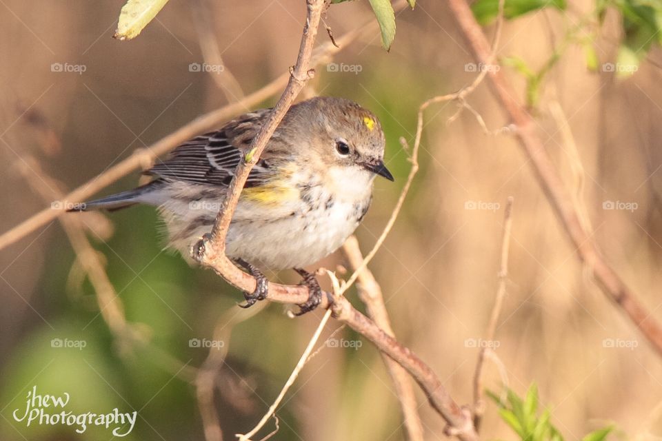 Yellow-rumped warbler