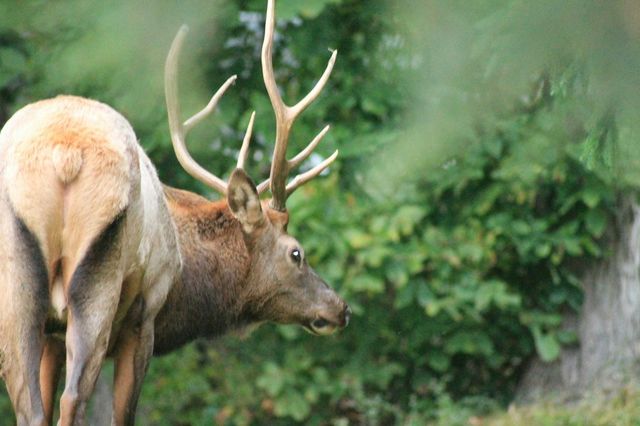 elk close up