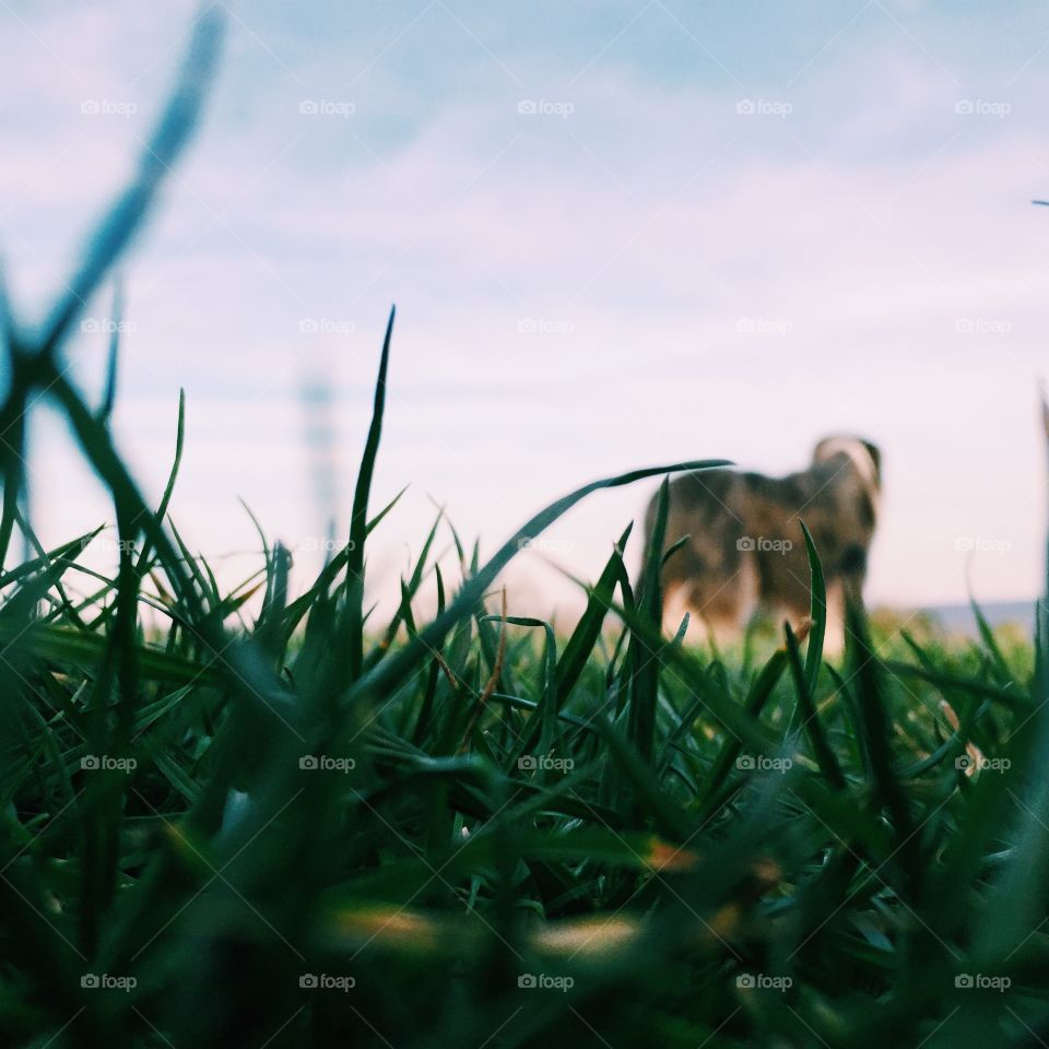 A dog in a field