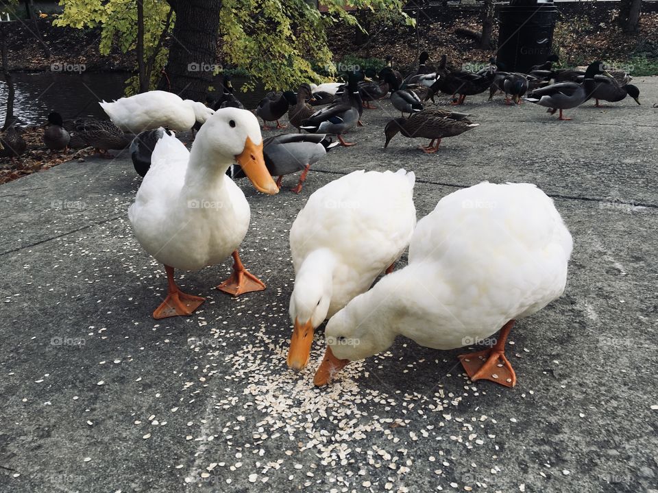 Trips to the local creek are a lot more fun with the ducks around. All of them are cute, but we do have our favorites. 