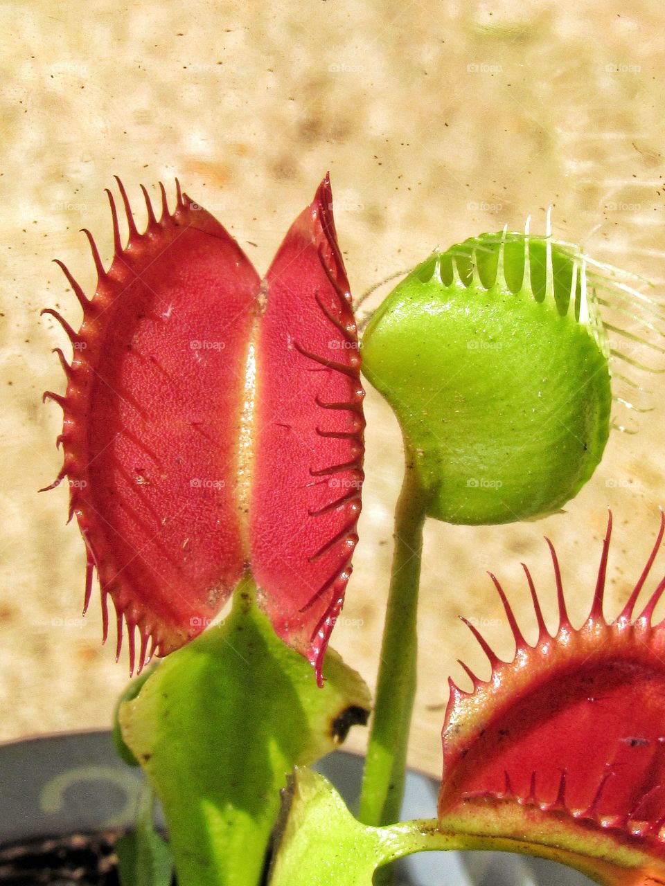 red and green Venice fly trap