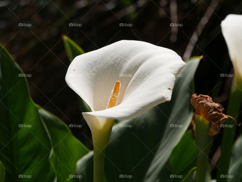 Ein wunderschönes Blümchen 