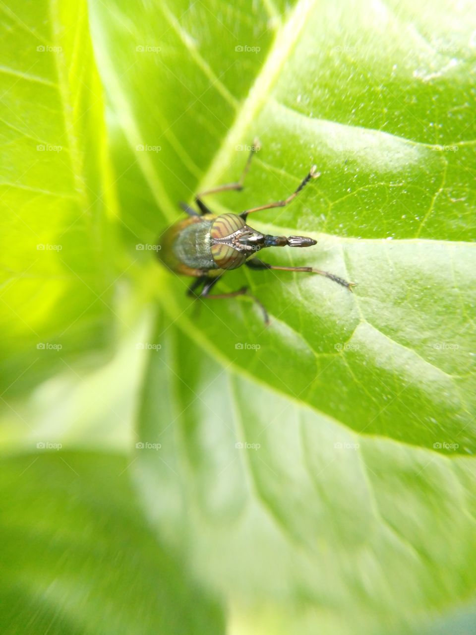 bug on leaf