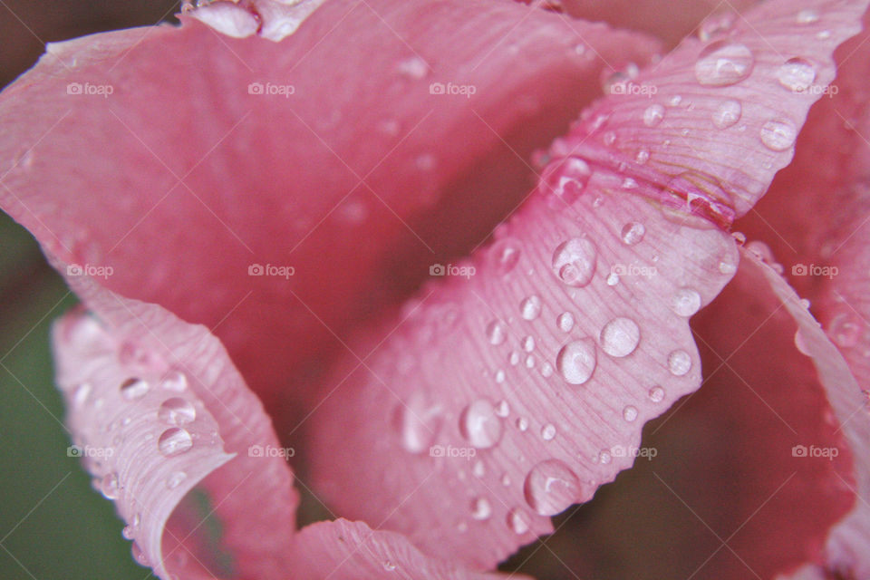 Pink flower dewdrops blush