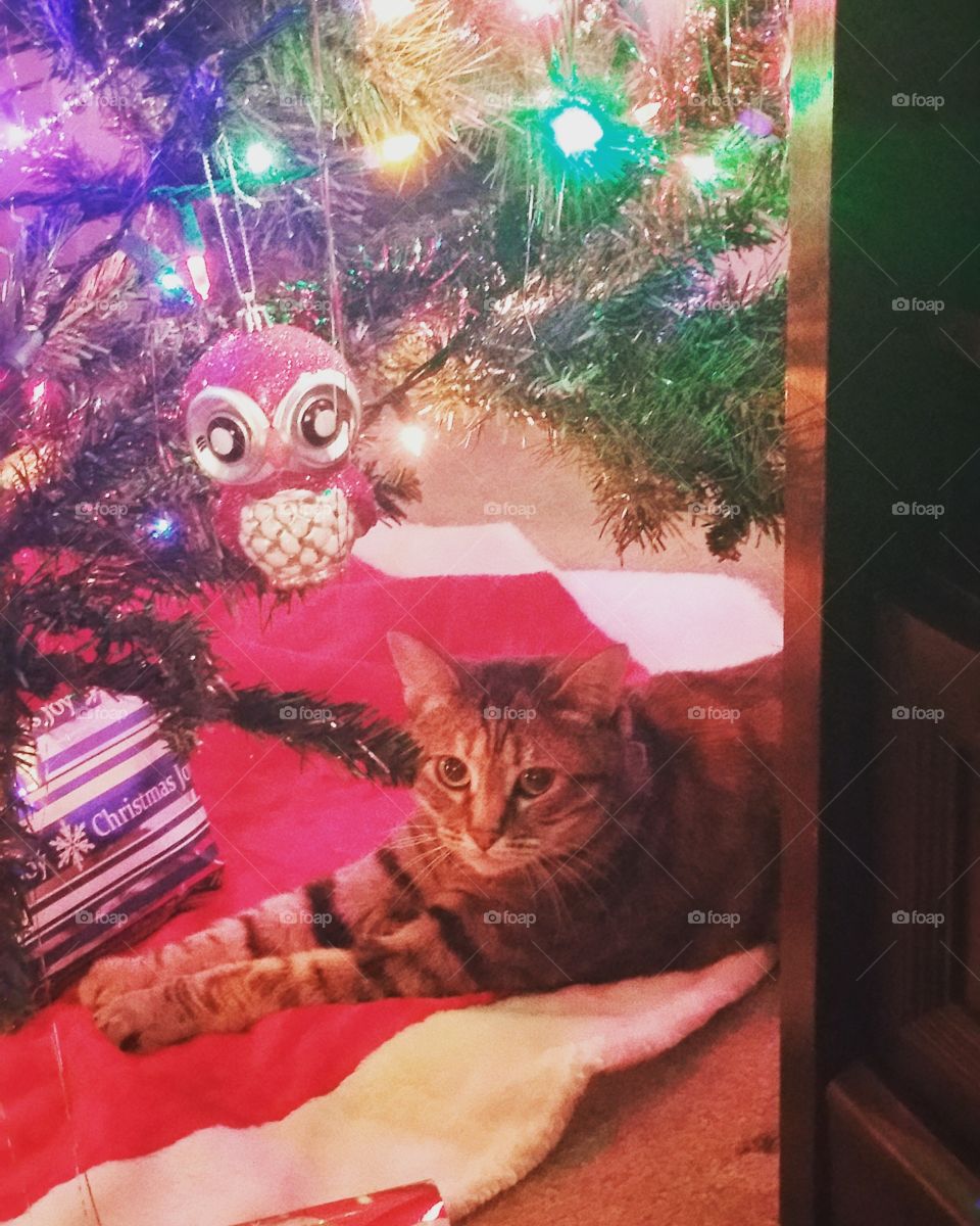 Cat under tree