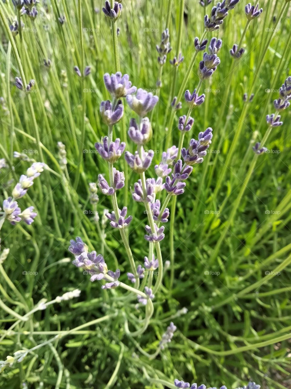 fragrant lavender on a field on a sunny day