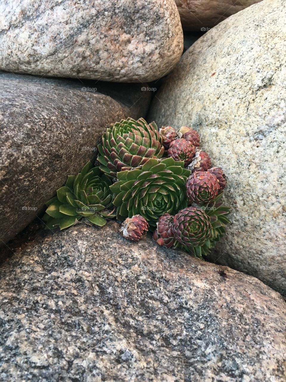 Hens and Chicks Group