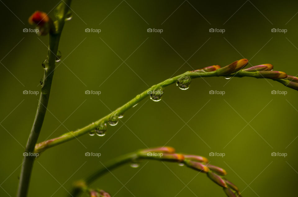 Water drops on a branch