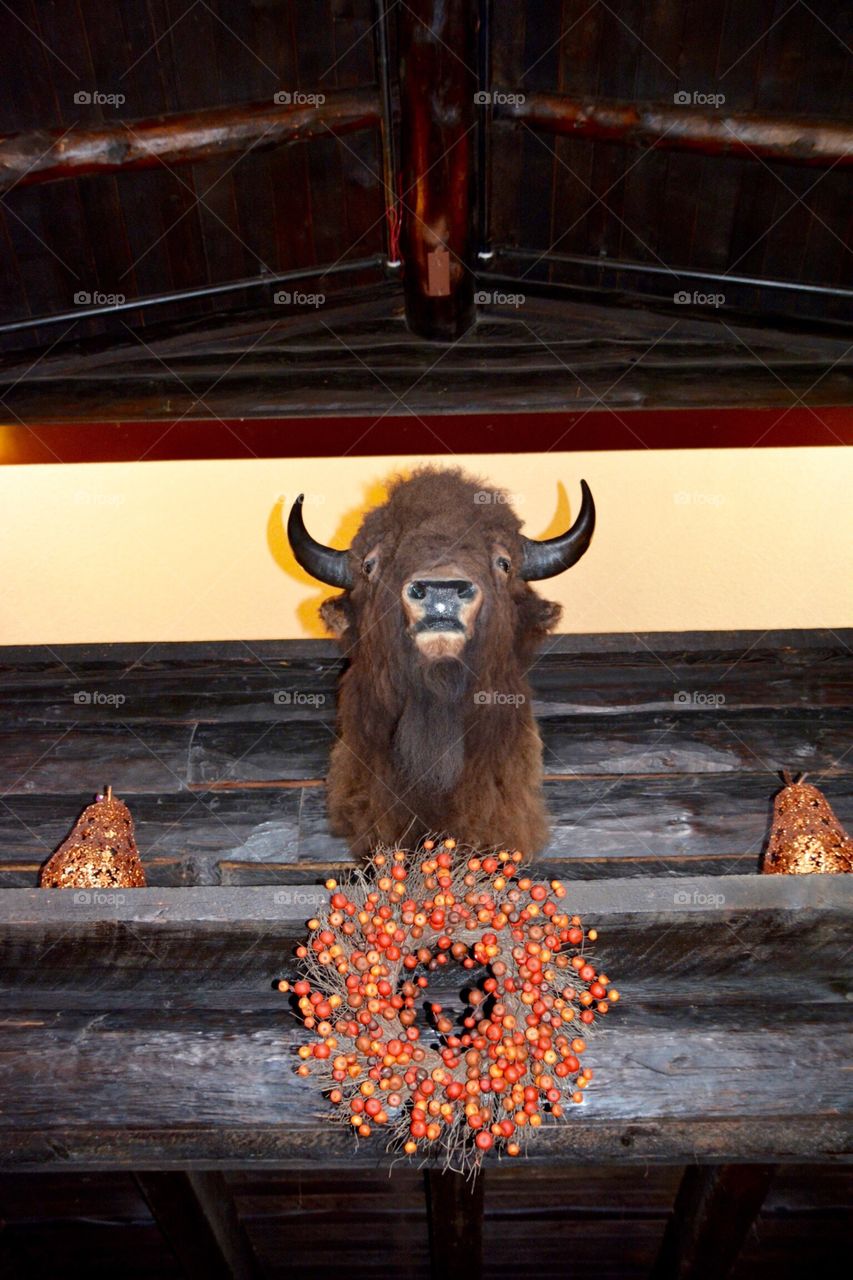 Bison Head decorated for Autumn