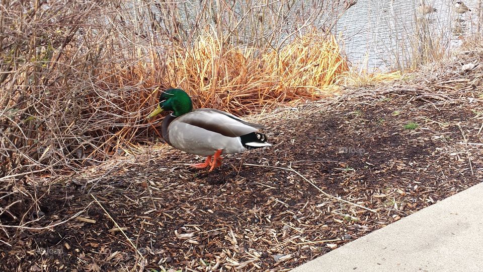 Mallard. Duck in the grass.