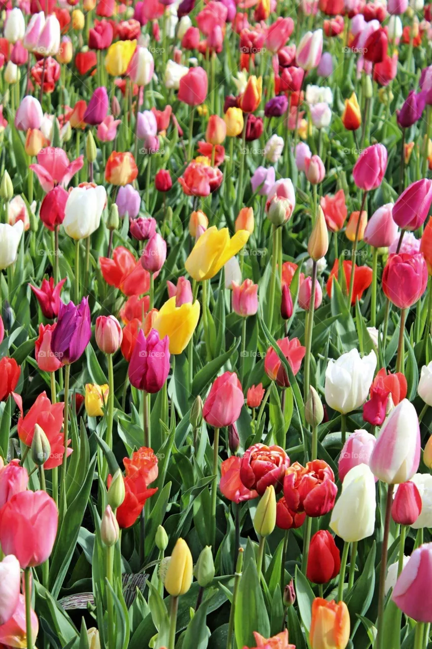 Tulips
