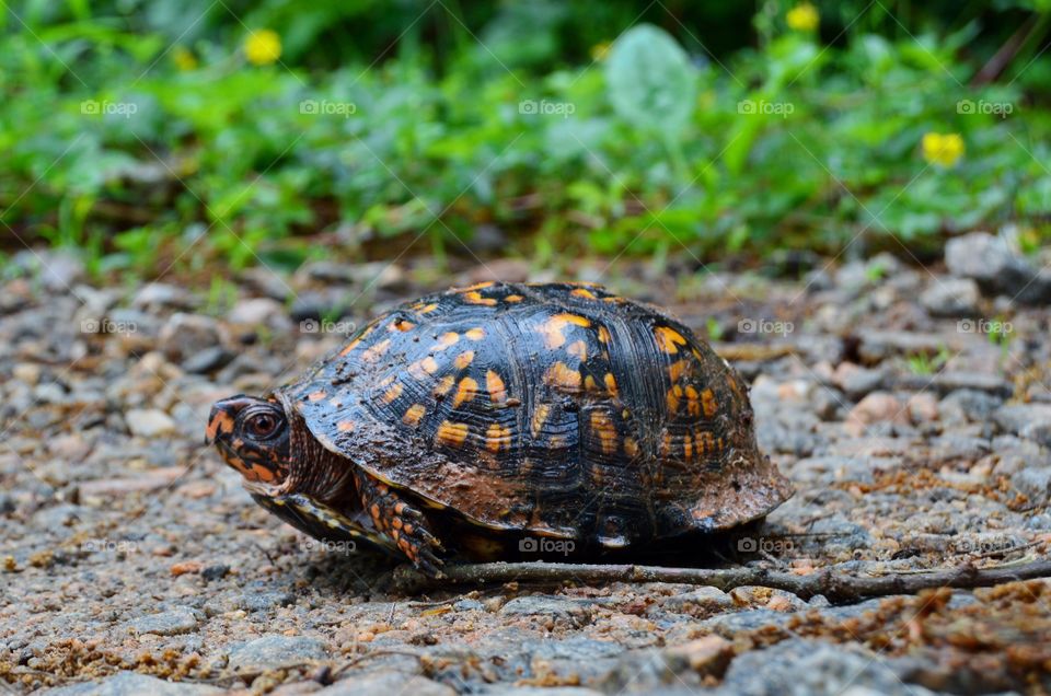 Close-up of turtle