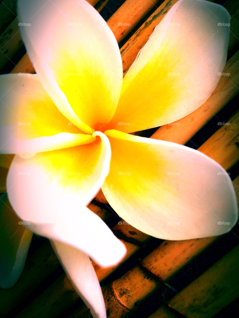 yellow flower summer tropical by krispett