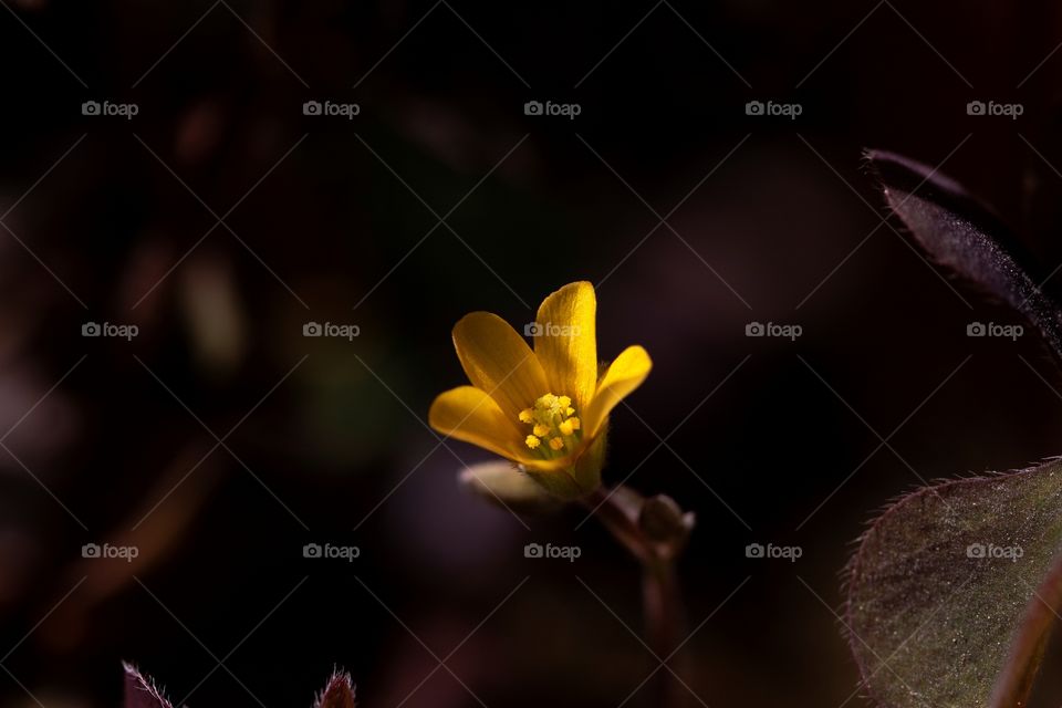 A close up portrait of a small yellow flower emerging from the darkness en being hit by a ray of sunlight.