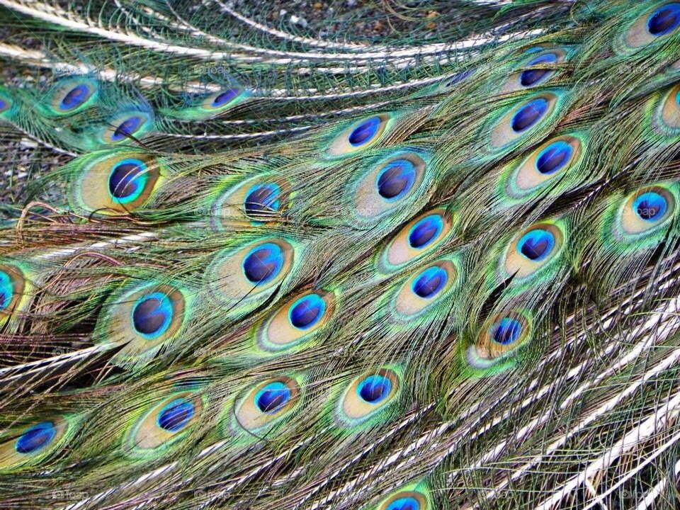 Peacock feathers