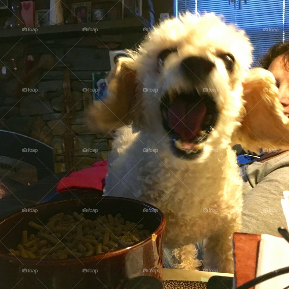 Dog barking, mouth open, funny