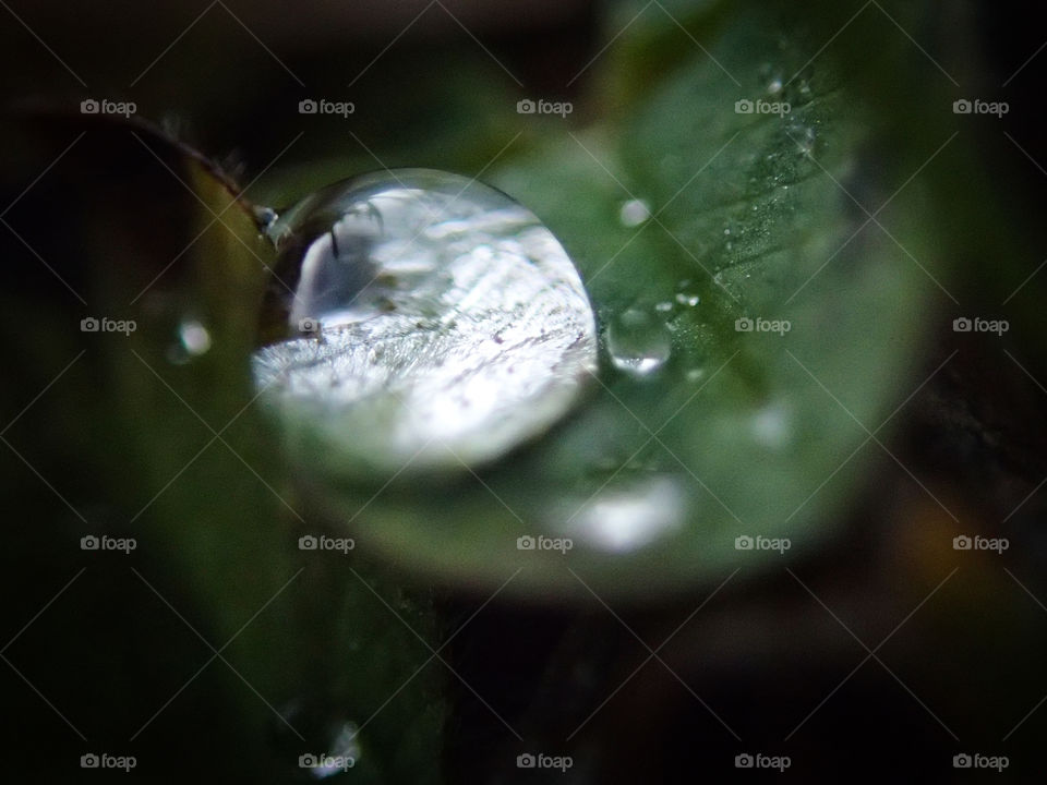 Water drop on a green small leaf on a cold evening