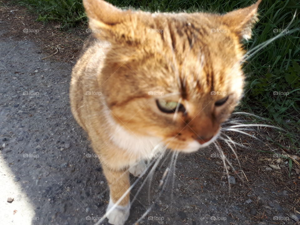 Curious Bengal Persian Jungle Savannah cat in the sun