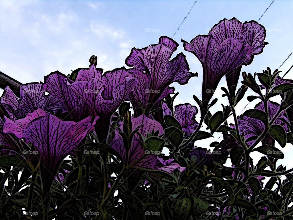 Abstract view of soft purple flowers with the sky for the background 