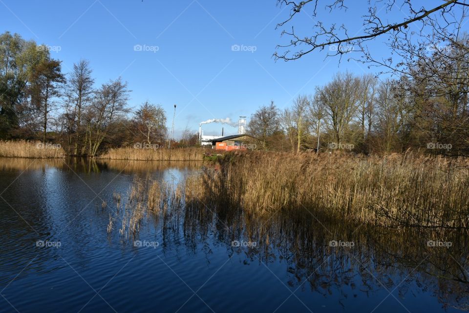 Tree, Reflection, Lake, Water, No Person