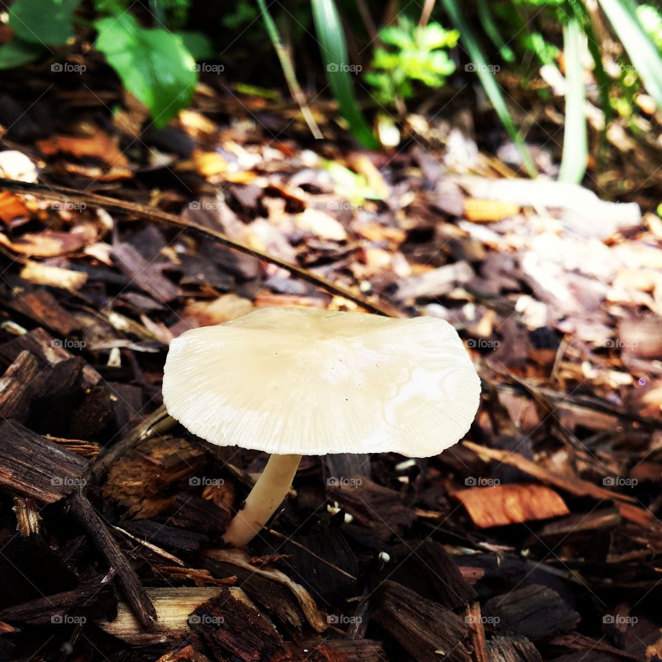 Glossy Mushroom with Filter. spotted near the Brevard Zoo