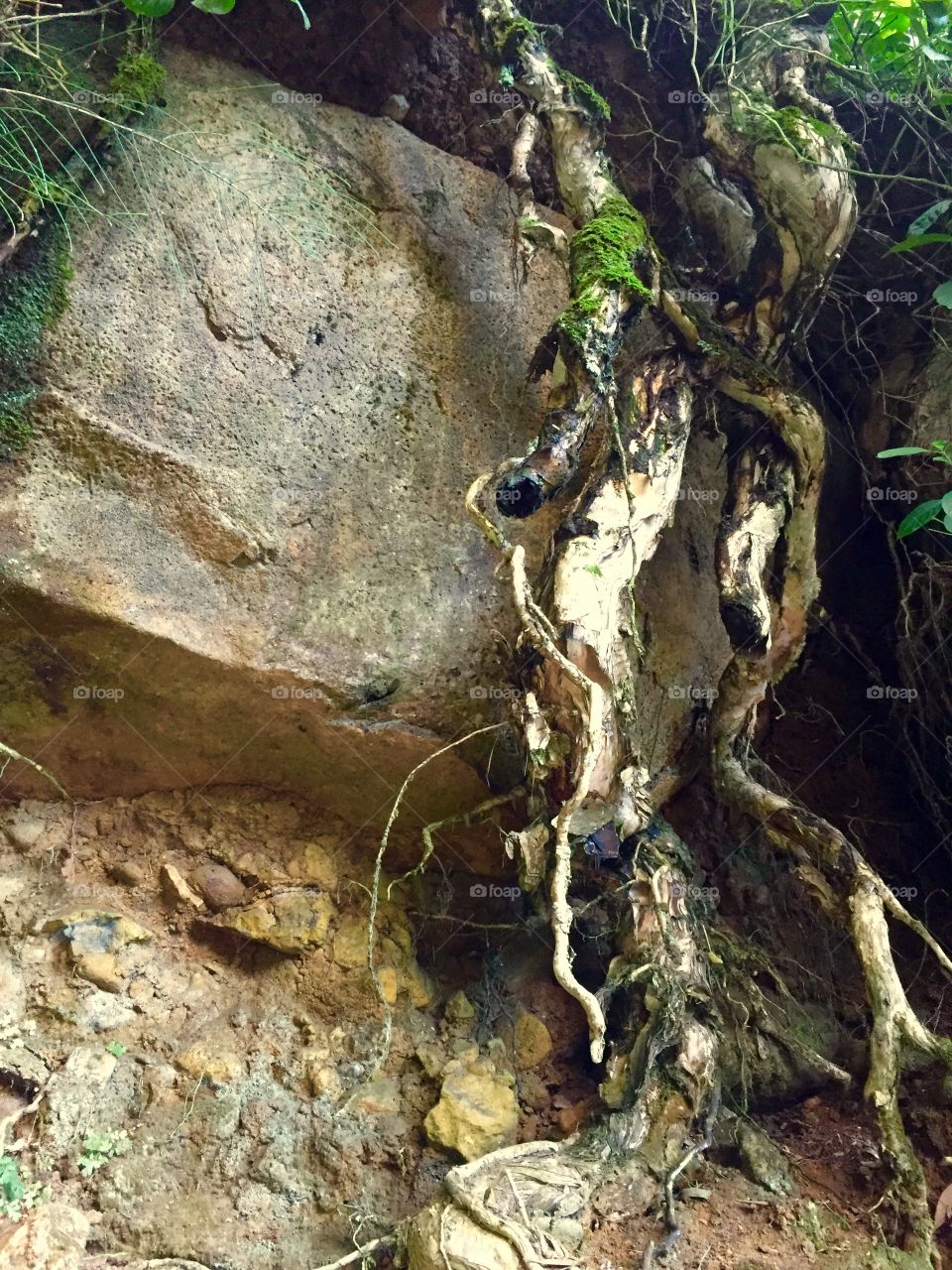 Symbiotic Rock and Roots 