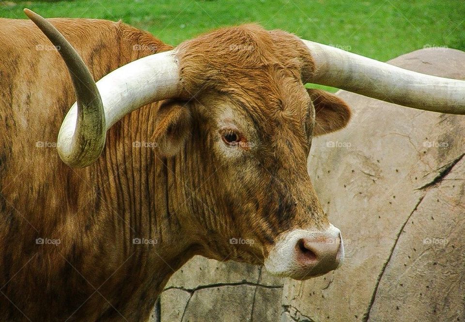 Longhorn 