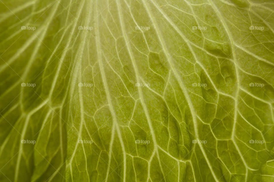 Lettuce leaf macro, vegan concept