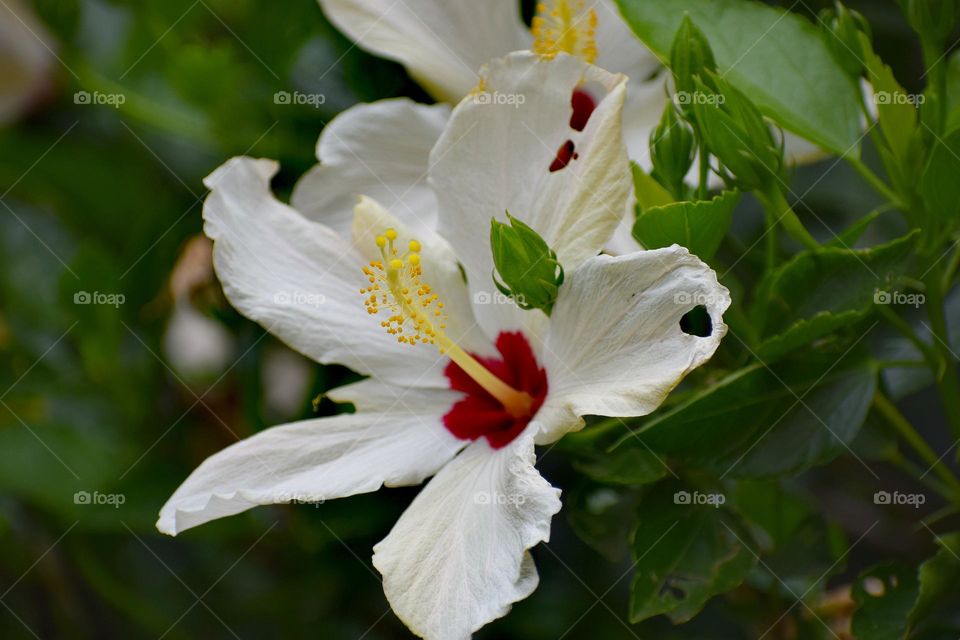 White hibiscus