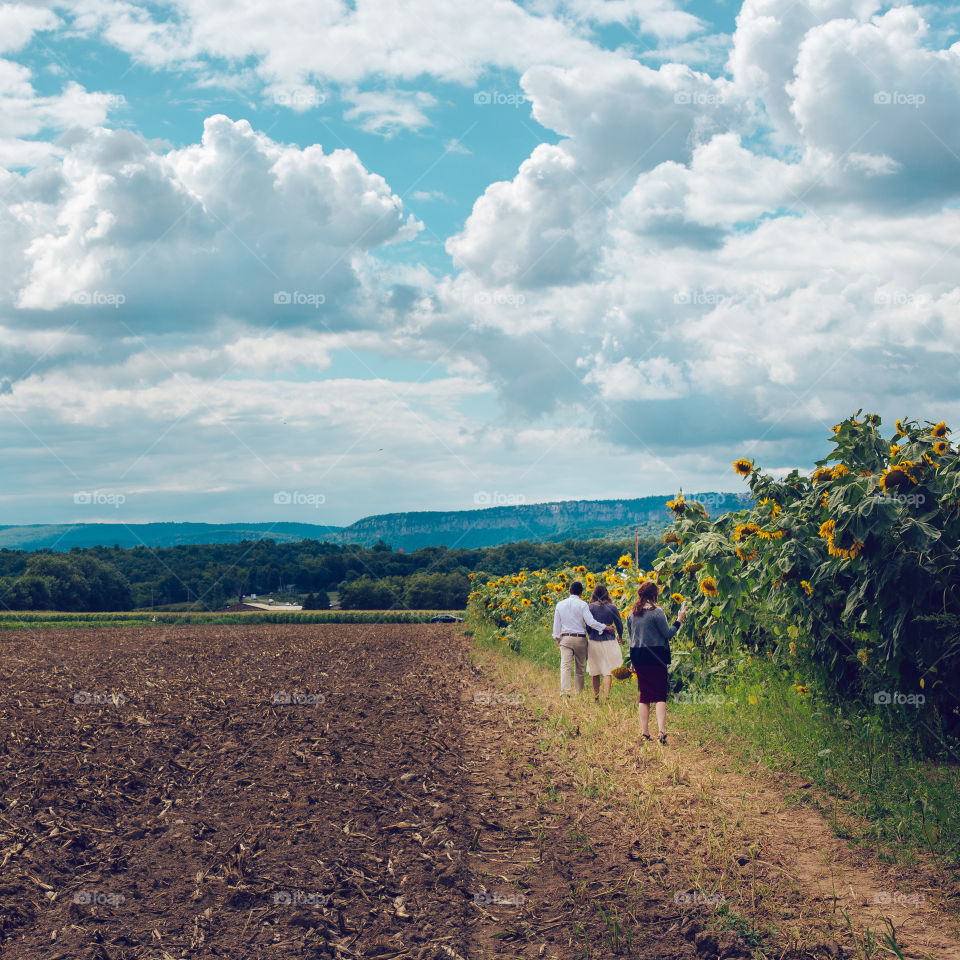 Sunflower field 