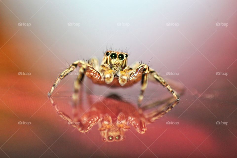 Jumping spider with reflection