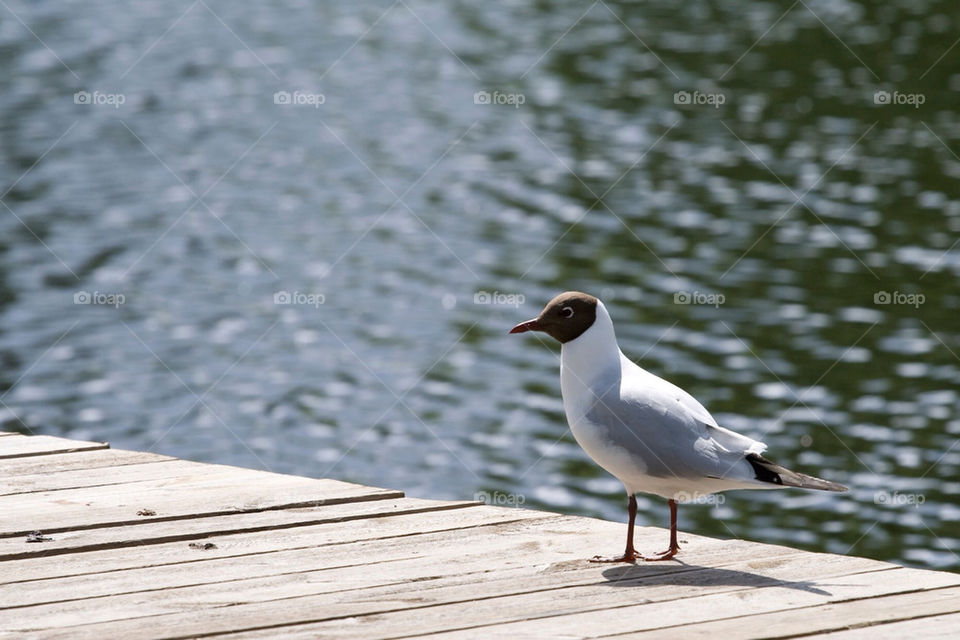 summer water bird jetty by chrille_b