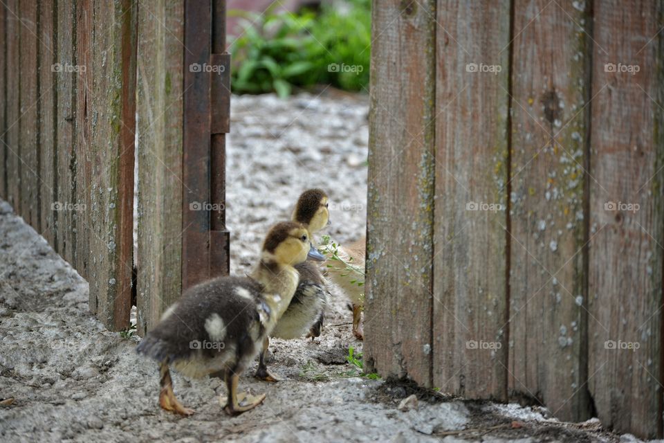 Two small gosling