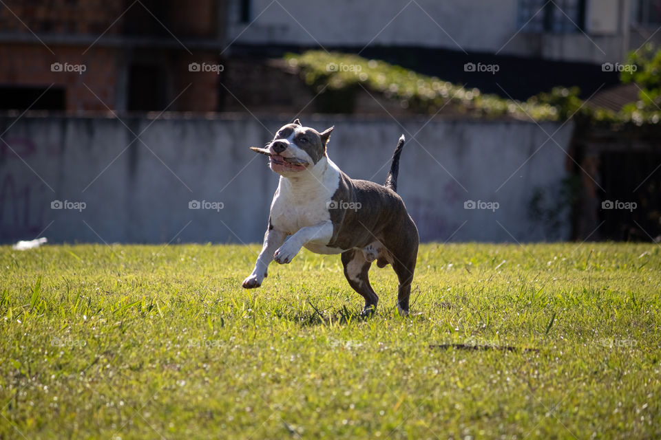 Beautiful happy pitbull dog while playing in the park