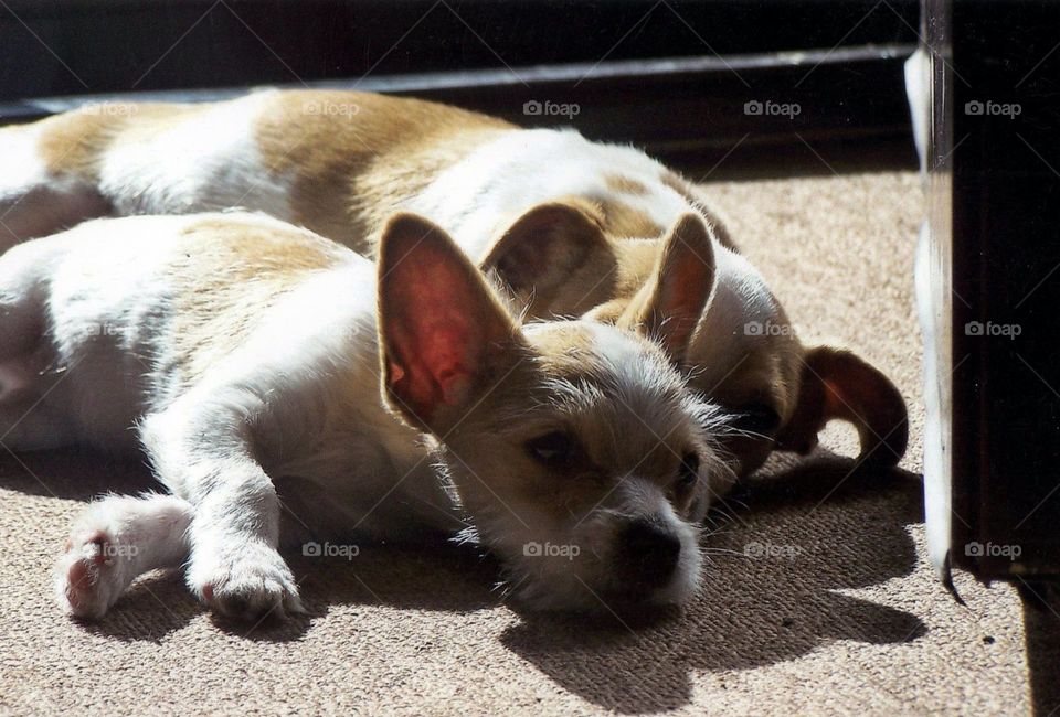 Sleeping puppies