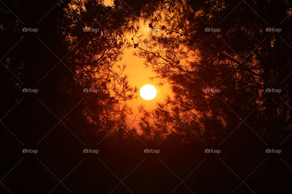 The sunset between the trees in my town forest.