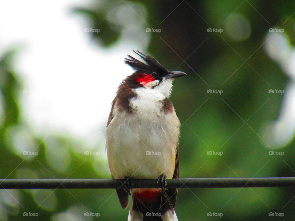 The red-whiskered bulbul (Pycnonotus jocosus), or crested bulbul, is a passerine bird found in Asia. It is a member of the bulbul family. It is a resident frugivore found mainly in tropical Asia.