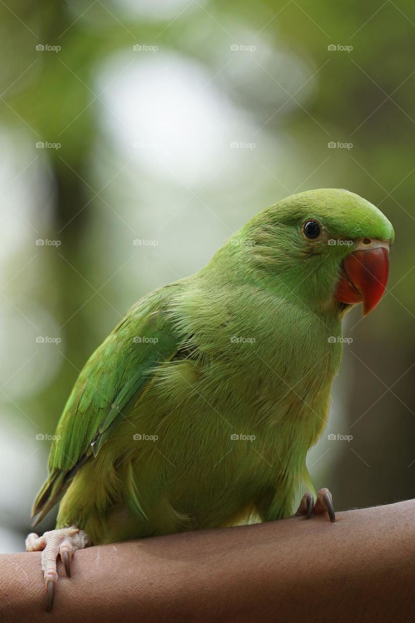 Beautiful bird Parrot