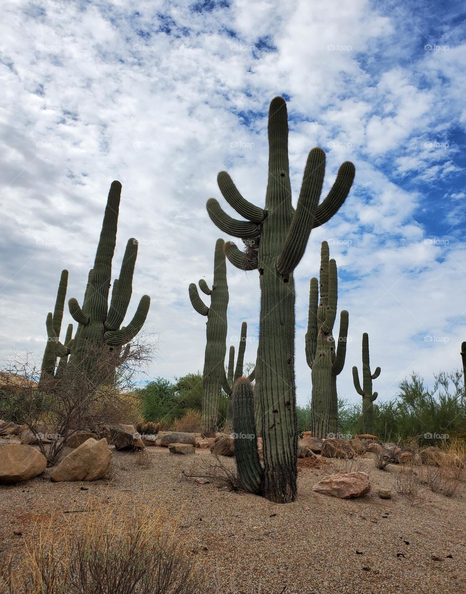 Saguaro Cactus in Sonoran Desert