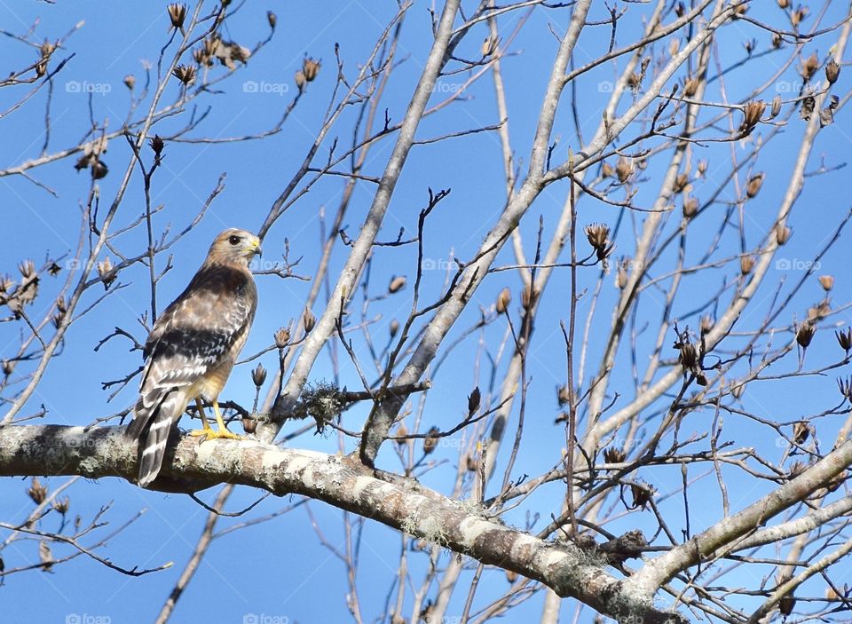 Hawk bird perching on branch