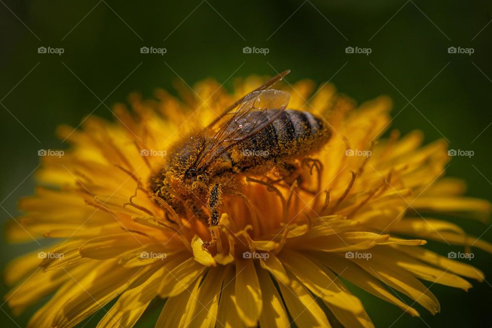 Bee picking pollen from a dandelion 