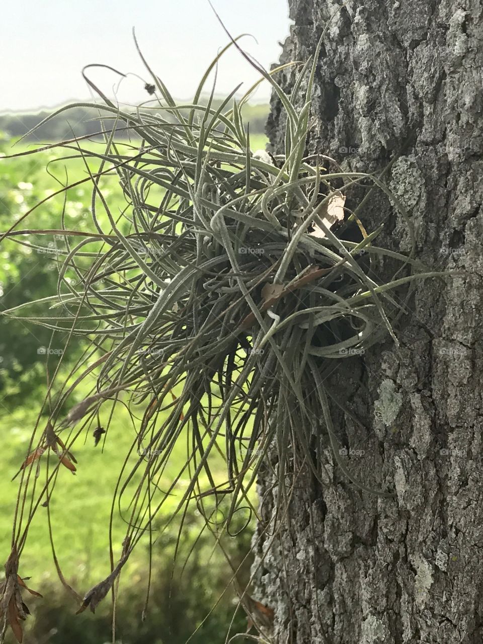 Airplant on Trunk