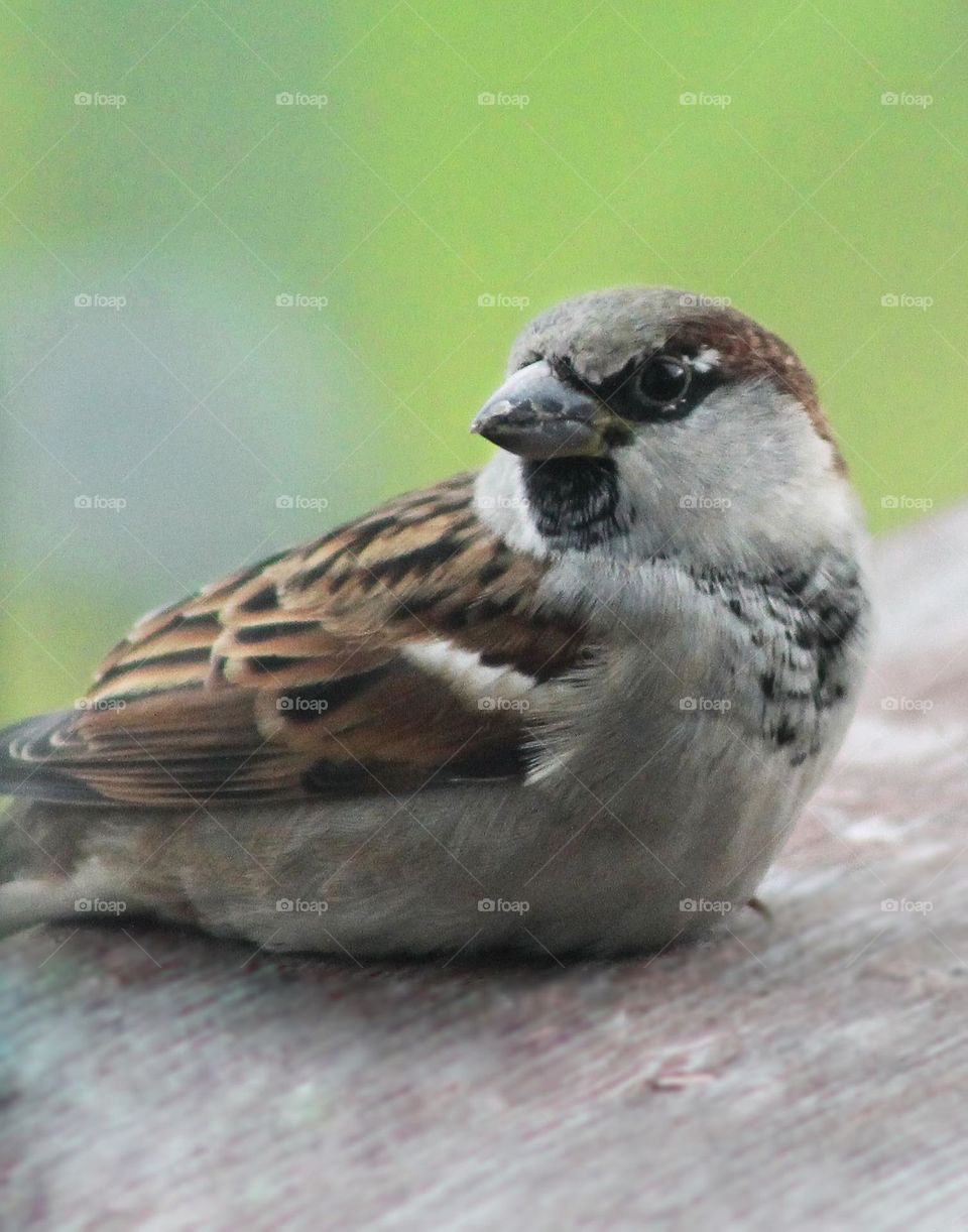Sitting Sparrow