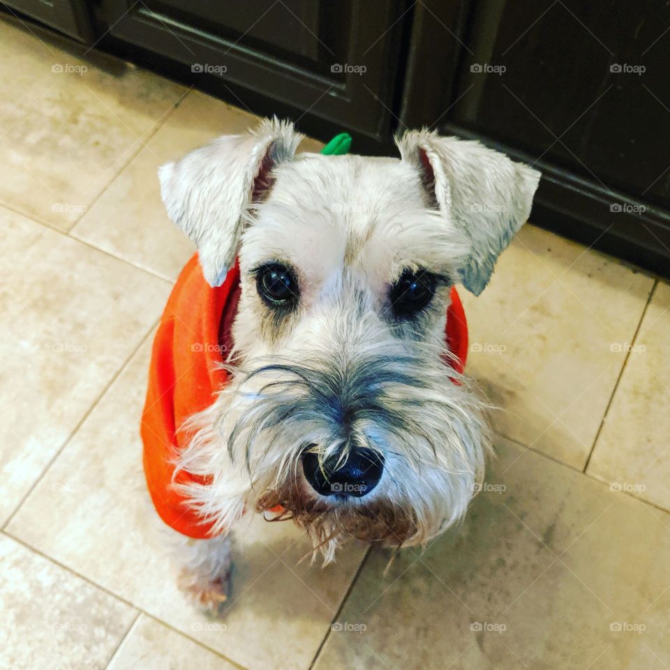 schnauzer