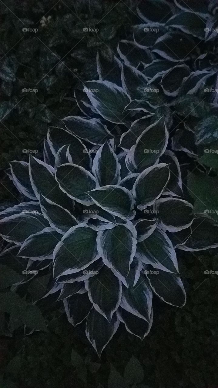 variegated Hostas