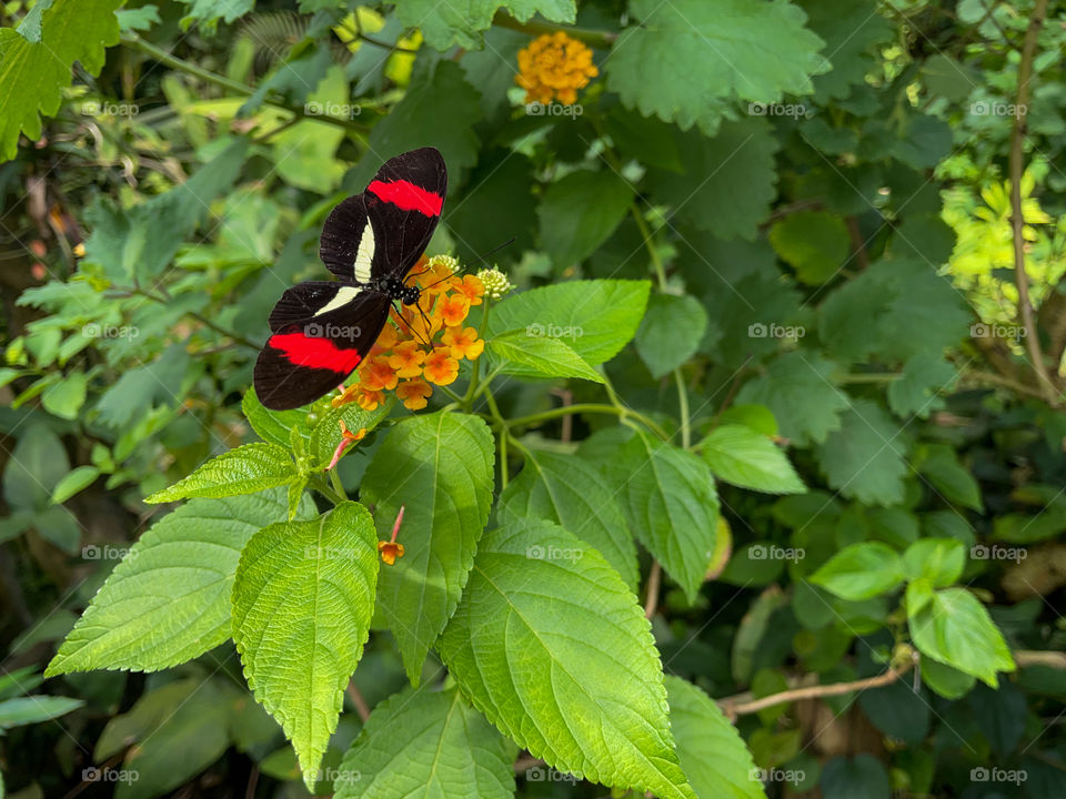 Butterfly with black and red wings on yellow flower.
