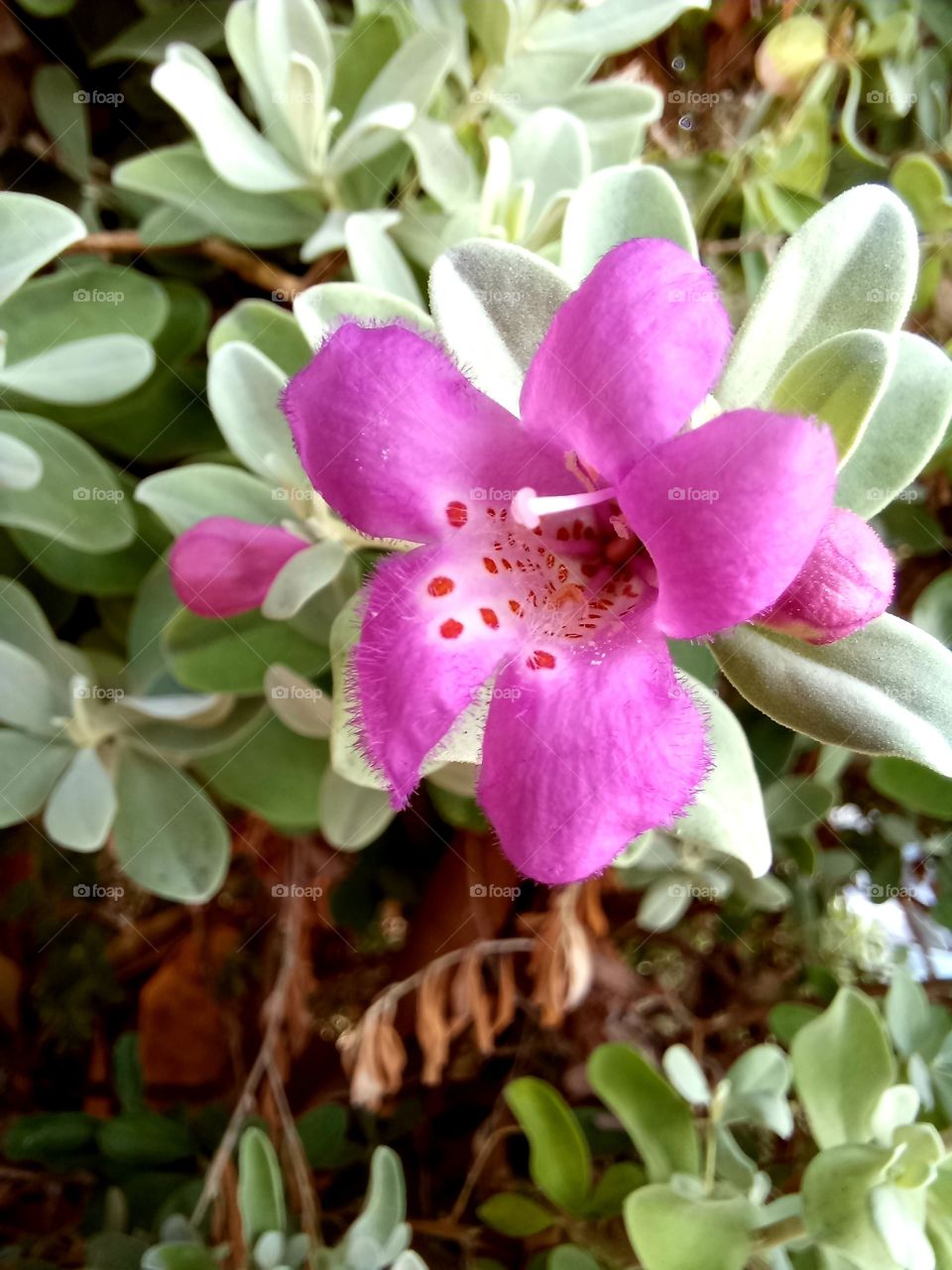 Leucophyllum candidum