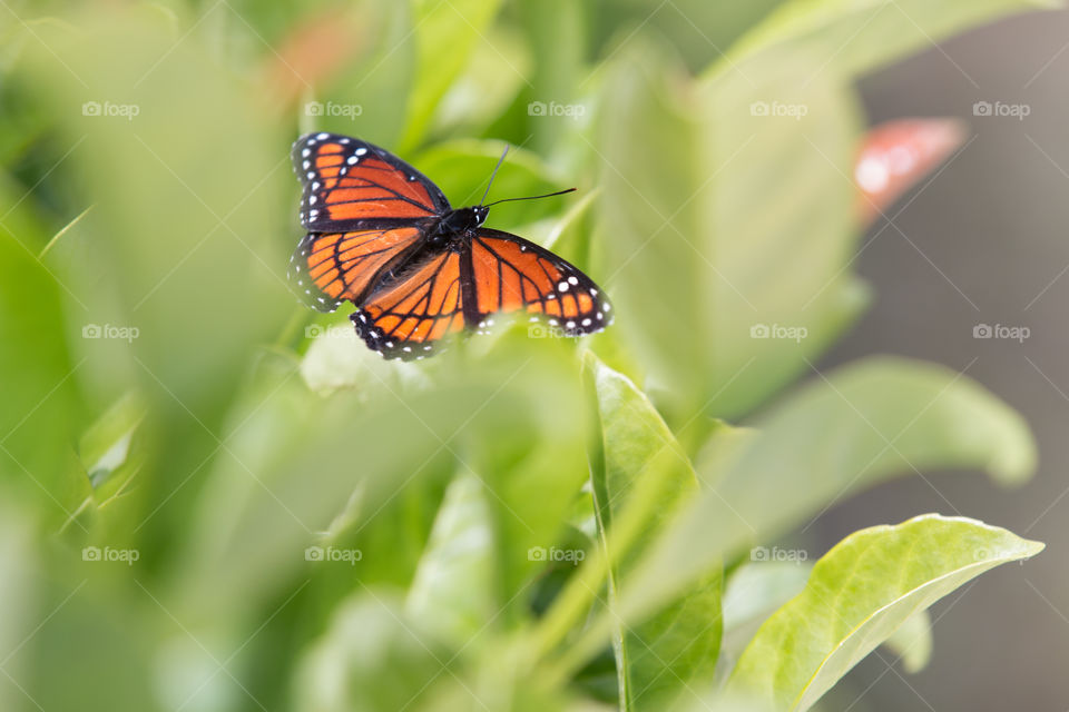 Butterfly, Nature, Insect, No Person, Leaf