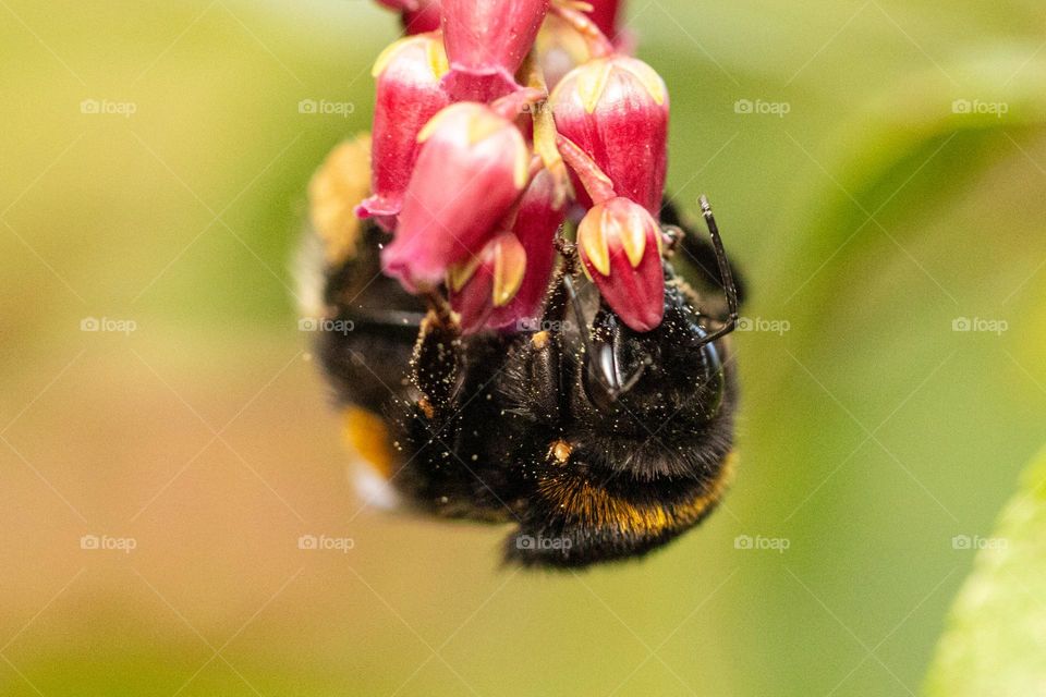 bumblebee collecting nectar covered in pollen