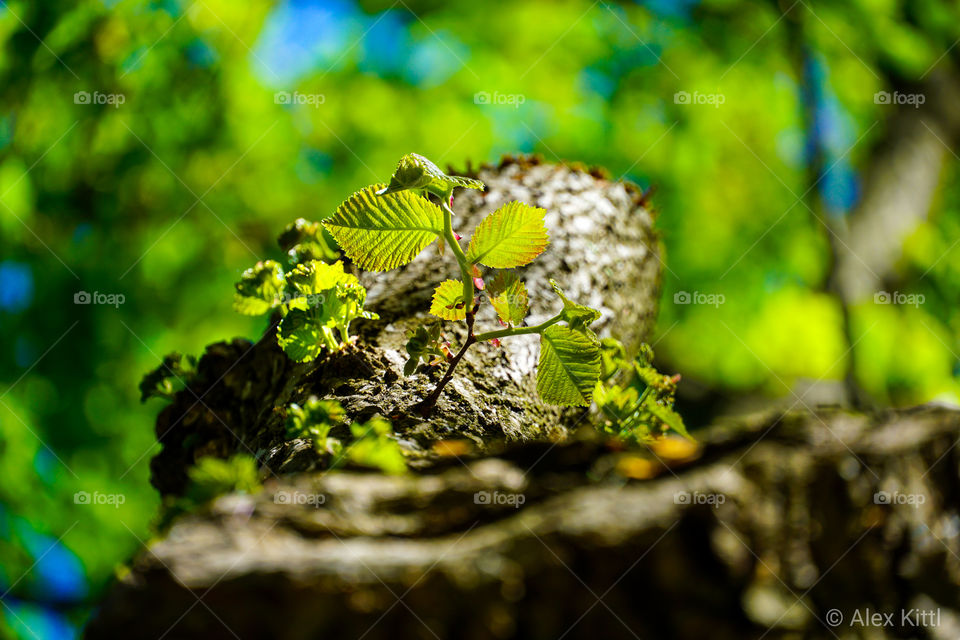 Das Bäumchen am Baum